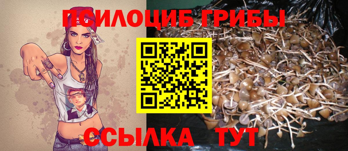 Псилоцибиновые грибы Psilocybe Владивосток